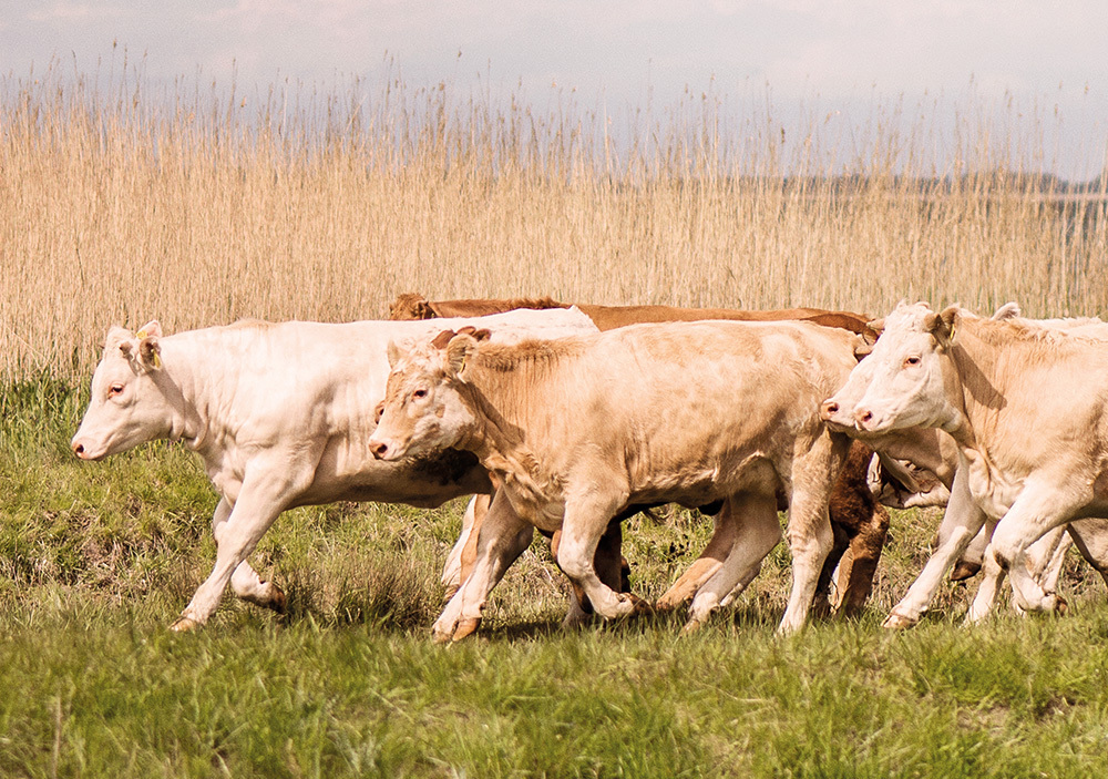 Rinderherde auf der Weide
