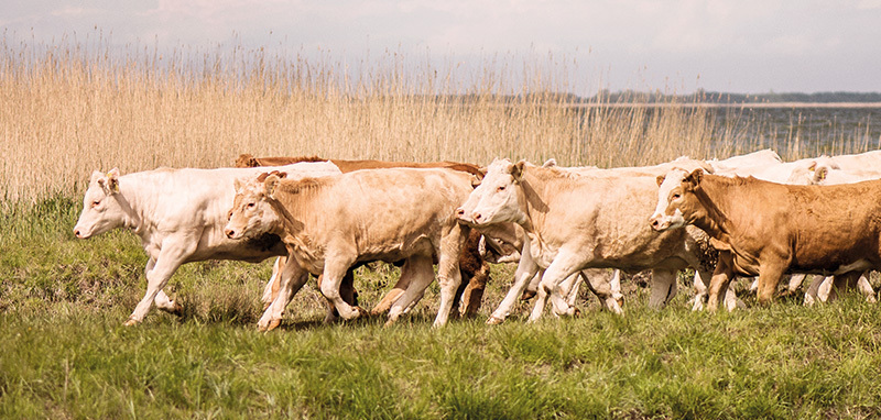Rinderherde auf der Weide