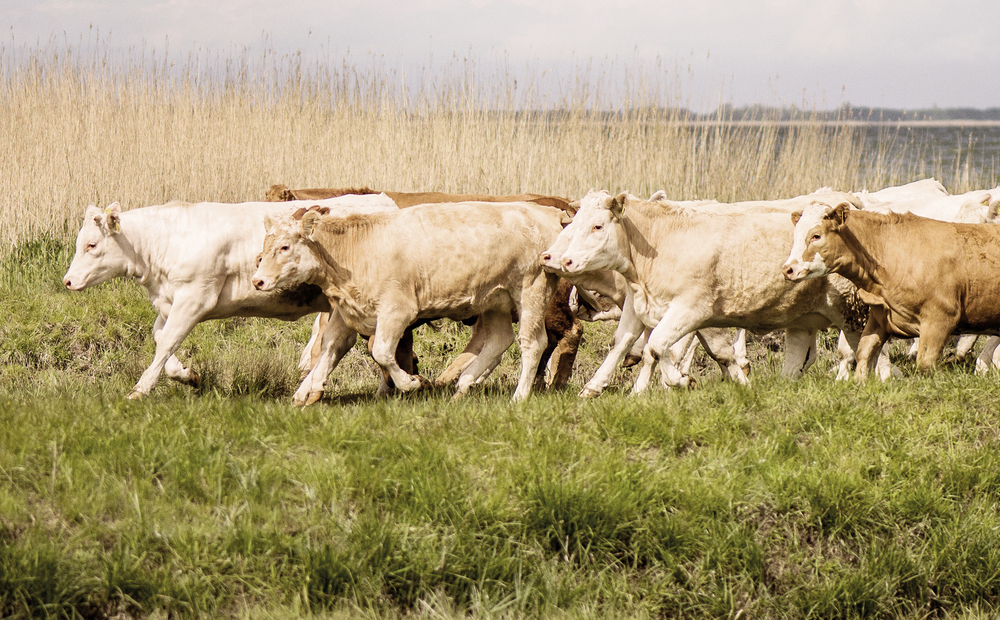 Rinderherde auf der Weide