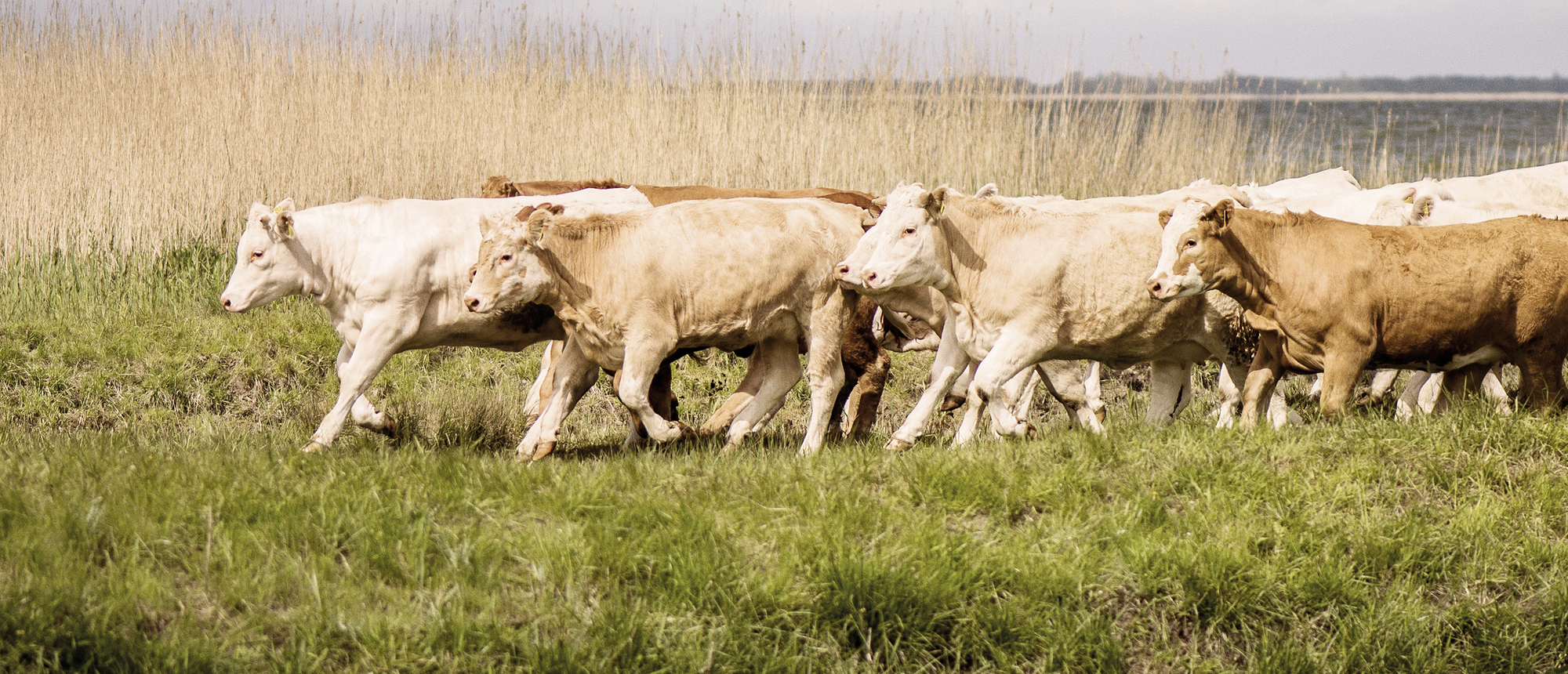 Rinderherde auf der Weide